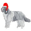 Schapendo's Christmas Dog