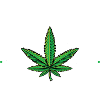 Cannabis Saved my Life
