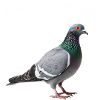 Pigeon roekoe
