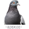 Pigeon roucoulement roekoe