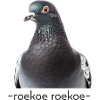 Pigeon Roekoe