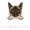 Siamese cat
