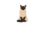 Siamese cat