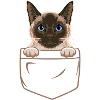 Chat siamois