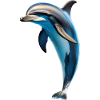 Delphin