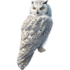Schneeeule