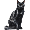 Katze