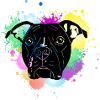 Pitbull Terrier mit Splash