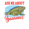 Iguana Lizard Reptile Iguanas Gift