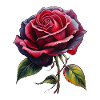An Eternal Rose