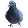 Dove, Bird