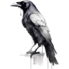 Corbeau