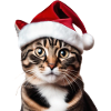 Chat de Noël