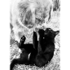 Chien Chat Meilleurs Amis