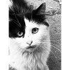 Feline