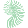 Pastel Green Ammonite