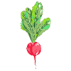 Radish
