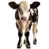 A young calf