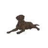Chien Labrador Retriever chocolat