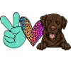 Chocolate Labrador Retriever dog