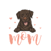 Chien Labrador Retriever chocolat