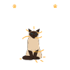 Siamkatze