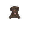 Chien Labrador Retriever chocolat
