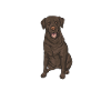 Chien Labrador Retriever chocolat