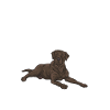 Chien Labrador Retriever chocolat