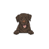 Chien Labrador Retriever chocolat