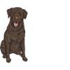 Chien Labrador Retriever chocolat