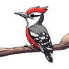 Woodpecker