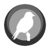 Parakeet Bird Illustration Bird