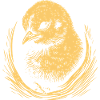Chick