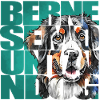Bernese Mountain Dog Portrait