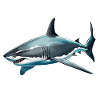Requin / Faune / Sous-marin / Mer / Océan