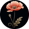 Mohnblume Mohn Blume rot orange