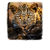 Leoparde realistic Leopard