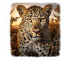 Leoparde realistic Leopard