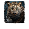 Leoparde realistic Leopard