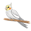 Cockatiel