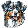 Australian Shepherd Portrait