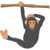 Chimpanzee Hanging, Monkey, Leg Raise, Fitness