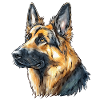 German Shepherd Portrait