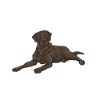 Chien Labrador Retriever chocolat