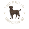 Chien Labrador Retriever chocolat