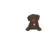 Chien Labrador Retriever chocolat