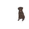 Chien Labrador Retriever chocolat