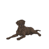 Chien Labrador Retriever chocolat