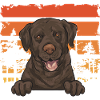 Chien Labrador Retriever chocolat
